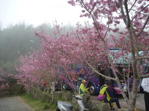 阿里山の桜