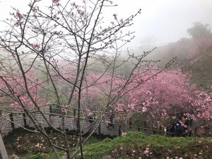 阿里山の桜