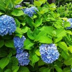 岡山県立図書館の紫陽花