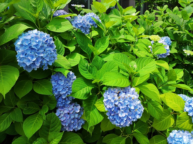 岡山県立図書館の紫陽花