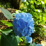 吉備津神社の紫陽花