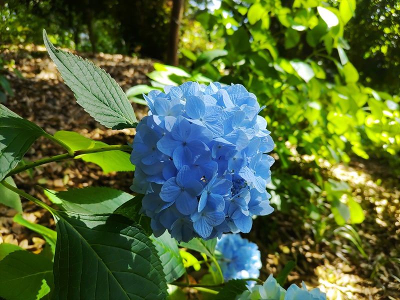 吉備津神社の紫陽花