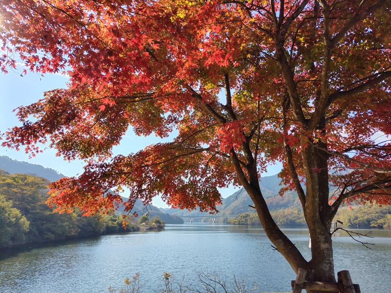 奥津湖の紅葉